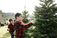 Young Boys Picking Out Christmas Tree At Christmas Tree Farm