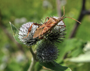 Sticker - Close-up shot of a western conifer seed bug on burdock in nature during the daytime