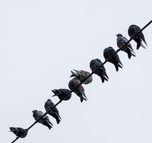 Pigeons On Wires