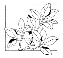 branch with leaves. hand drawn image isolated on a white background. black and white illustration.