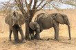 Herd of elephants in the safari of Tanzania, Selous Game Reserve