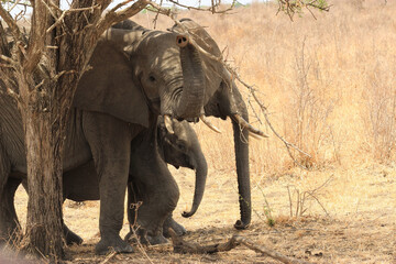 Poster - Elephant in the safari of Tanzania, Selous Game Reserve on a sunny day