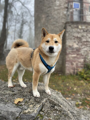 Poster - Cute brown Shiba Inu breed dog with a collar on a rock in the park in autumn