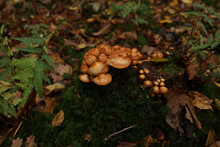 Closeup Of Autumn Mushrooms Growing In The Forest On A Stump