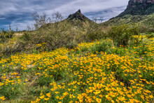 Spring In The Sonoran Desert
