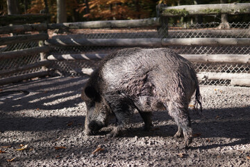 Sticker - Closeup of a beautiful boar on the farm on a sunny day