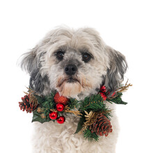 Portrait Of A Crossbreed Dog Wearing A Christmas Wreath Isolated On A White Background