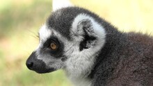 Face Of A Strepsirrhine Primate Ring-tailed Lemur Of Madagascar. Lemur Catta Species Endemic To The Island Of Madagascar Of Africa.