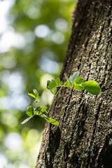 Canvas Print - Close-up shot of green leaves on a tree trunk under the sunlight in the forest