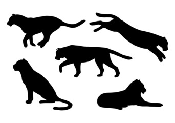 Wall Mural - Vector set of hand drawn tigers silhouette isolated on white background