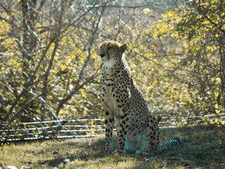 Canvas Print - Cheetah (Acinonyx jubatus) standing in the Kansas City Zoo. Missouri, USA