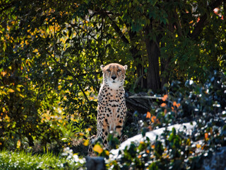 Canvas Print - Cheetah (Acinonyx jubatus) standing in the Kansas City Zoo. Missouri, USA