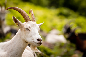 Poster - Closeup shot of a goat outdoors in the field against a blurred background