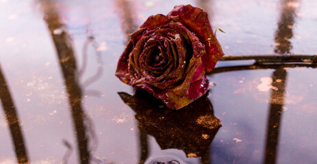 Poster - Rain Drops On Flowers