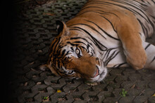 Closeup Tiger Sleep On The Ground
