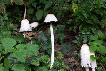 Poster - Closeup of white Fungi mushrooms with green leaves on the ground