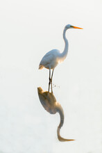Great Egret Wading In Shallow Water