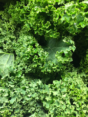 Canvas Print - Fresh green lettuces in the garden