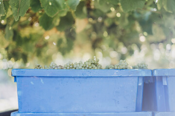 Wall Mural - Shallow focus of a branch of white grapes with a bokeh background