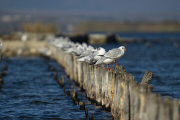 Poster - Beautiful view of gulls standing on wooden poles in the water