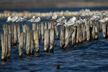 Sticker - Beautiful view of gulls standing on wooden poles in the water