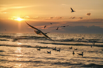 Canvas Print - Beautiful shot of seagulls flying over a sea during the sunset