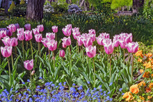 Blooming Tulips And Other Early Bloomers In A Park In Wilhelmshaven