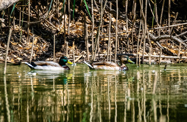 Poster - Beautiful view of ducks floating in the lake