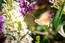 Closeup Of A Moth On Beautiful Purple Flowers