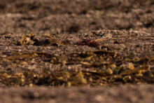 Small Bird On The Ground