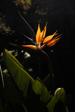 Blooming Birds Of Paradise Flowers In The Garden At Night