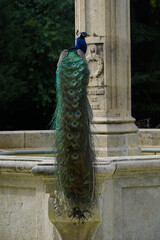 Closeup shot of a beautiful peacock sitting on the vintage column