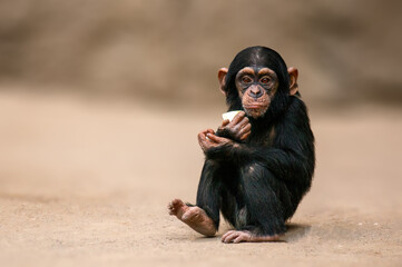 sitting west african chimpanzee baby relaxes