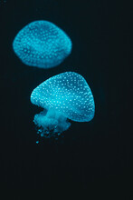Vertical Shot Of Blue Jellyfish Glowing In The Dark