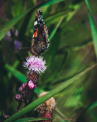 Canvas Print - Closeup of a beautiful butterfly on a flower in the garden