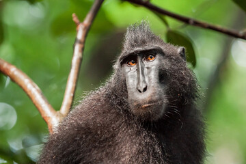 Wall Mural - Close-up portrait of the crested black macaque with a sad facial expression, Tangkoko National Park, Indonesia