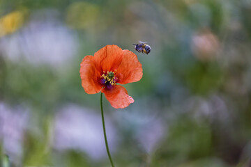 Sticker - Closeup shot of a bee near a red poppy flower growing in the field against a blurred background