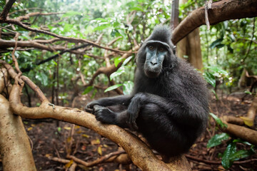 Wall Mural - Sulawesi crested macaque sitting on a tree branch I its natural habitat - Tangkoko National Park, Indonesia