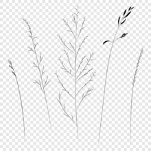 Field And Meadow Grasses, Black Contour Line. Sketch Of Medicinal Plants, Vector Drawing.