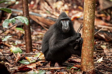 Sulawesi crested macaque sits in the foliage, Tangkoko National Park, Indonesia