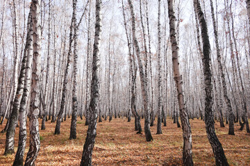 Wall Mural - Beautiful forest