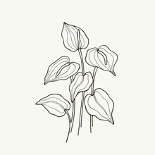 Hand Drawn Anthurium Branch Illustration