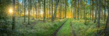 Panoramic View Of The Small Path In The Forest Under The Sunlight