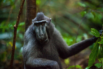 Fuzzy black macaca holding the leaves