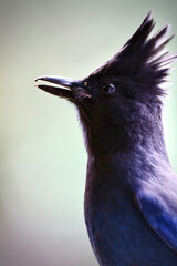 Poster - Vertical closeup shot of a steller's jay bird