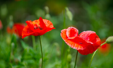 Sticker - Red poppy flower in a spring season at a botanical garden.