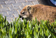 Wild Rock Hyrax On Green Plants In South Africa