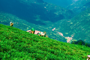 Wall Mural - Group of farmers harvesting tea leaves on a hill in the countryside