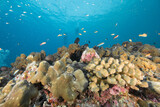 Fototapeta Do akwarium - hard coral and diver activity