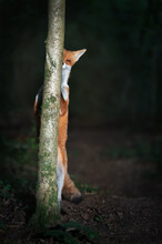 Close Up Of A Playful Red Fox Hiding Behind A Tree In The Forest